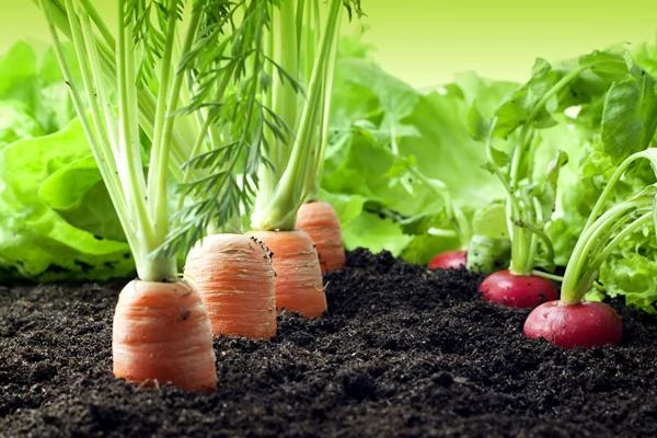 Global Carrots and Turnips Market to Grow at a CAGR of +2.0% Through 2030
